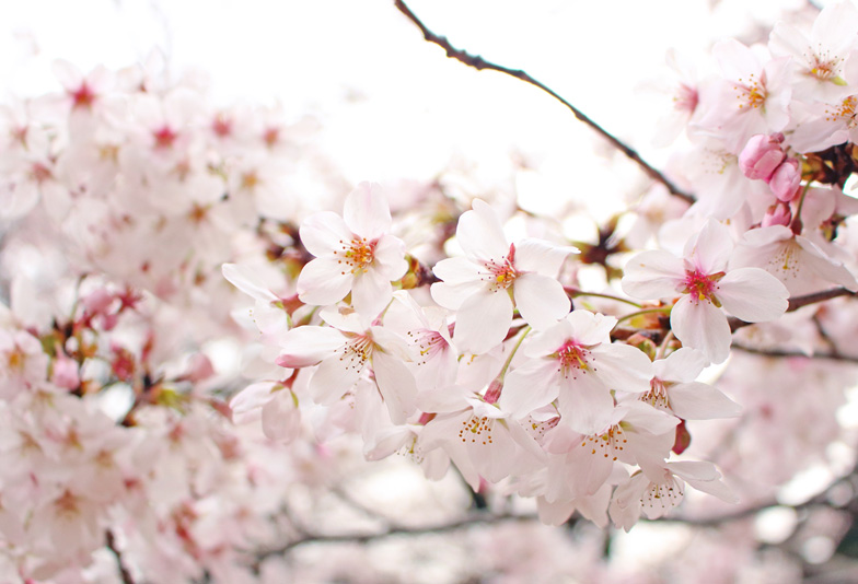 舞桜