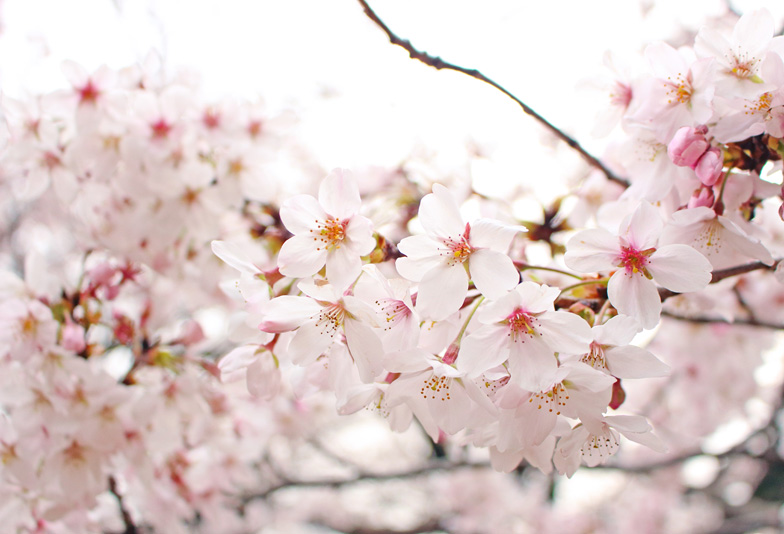 舞桜