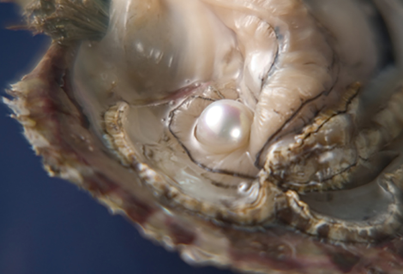 【福岡県久留米市】養殖真珠と天然真珠って何が違うの？
