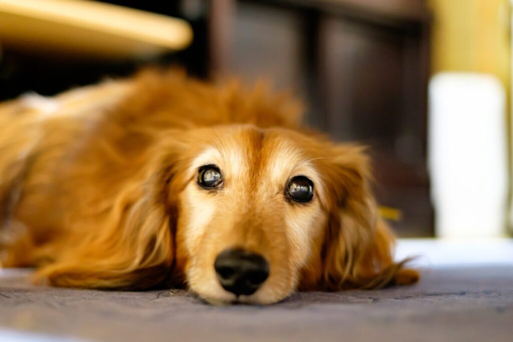 【浜松市】ペットロス『私はこう乗り越えた』オーダーメイドジュエリーでこれからも愛犬と共に