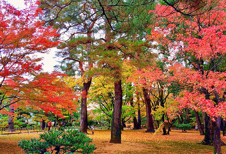 プロポーズスポット・兼六園の紅葉