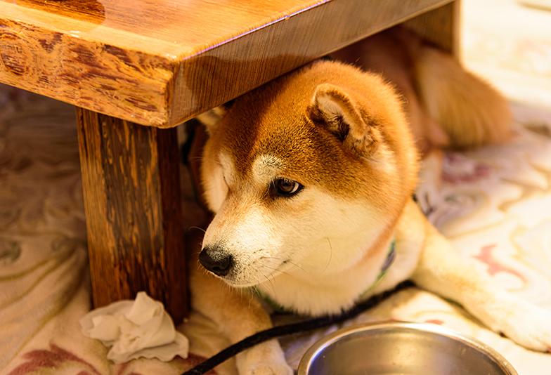 【静岡市】オーダーメイドで話題！犬猫刻印ができる結婚指輪とはどんなもの？