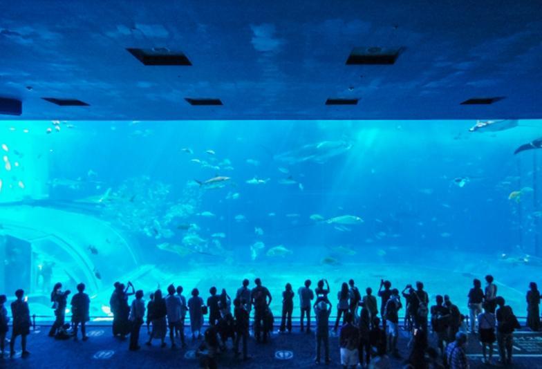 福井で人気の水族館プロポーズ