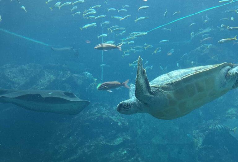 水族館プロポーズ