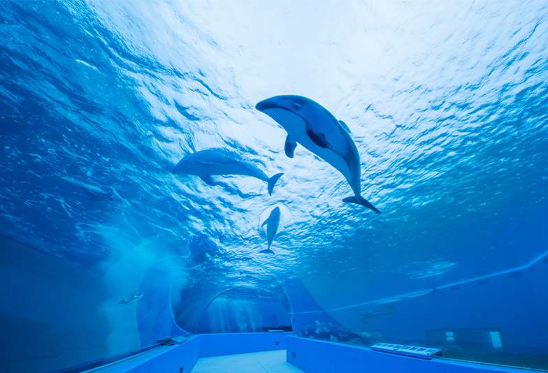 のとじま水族館のトンネル水槽