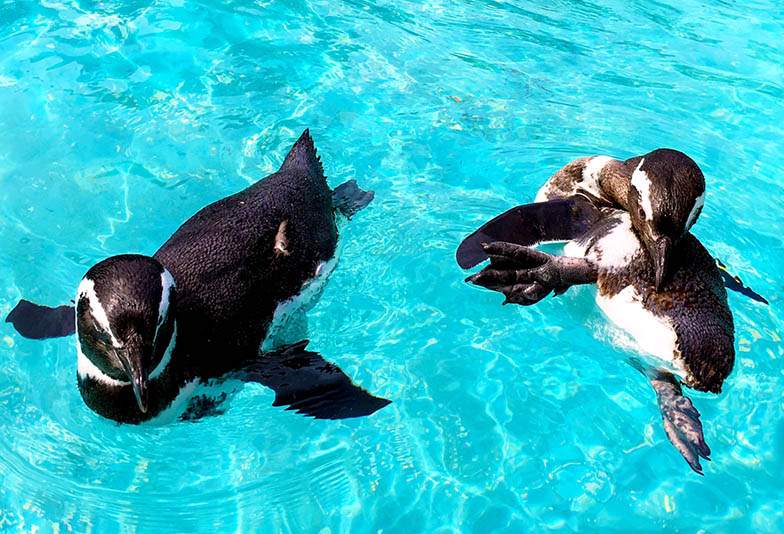のとじま水族館のペンギン