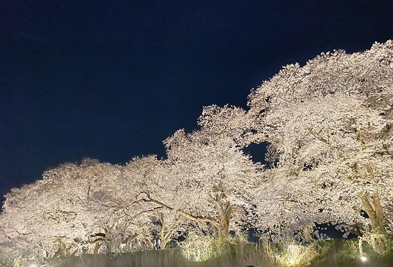 福井で人気のプロポーズ場所足羽川の桜並木