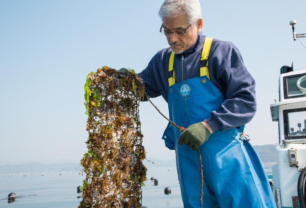 浜松　真珠　良質