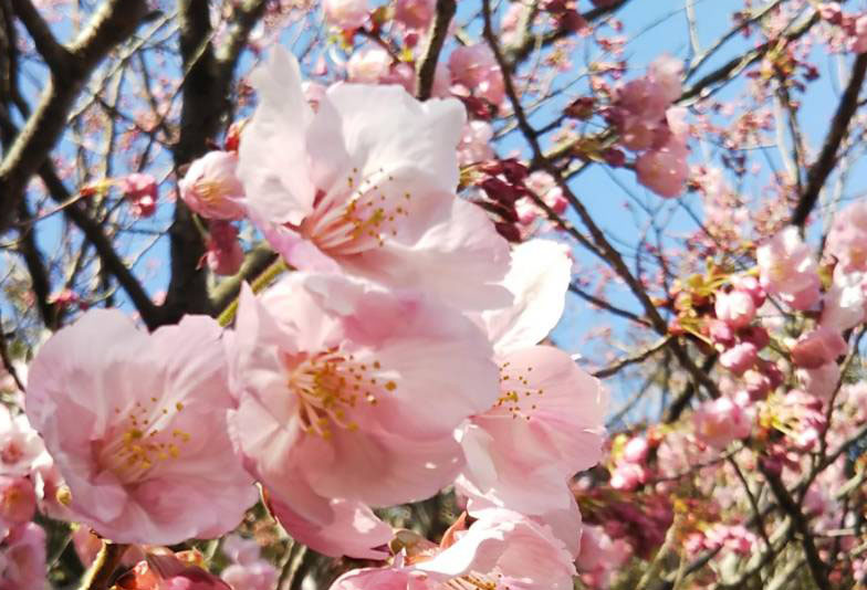 桜　名所　春　観光