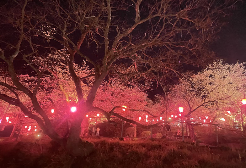 桜　名所　春　立川公園　夜桜