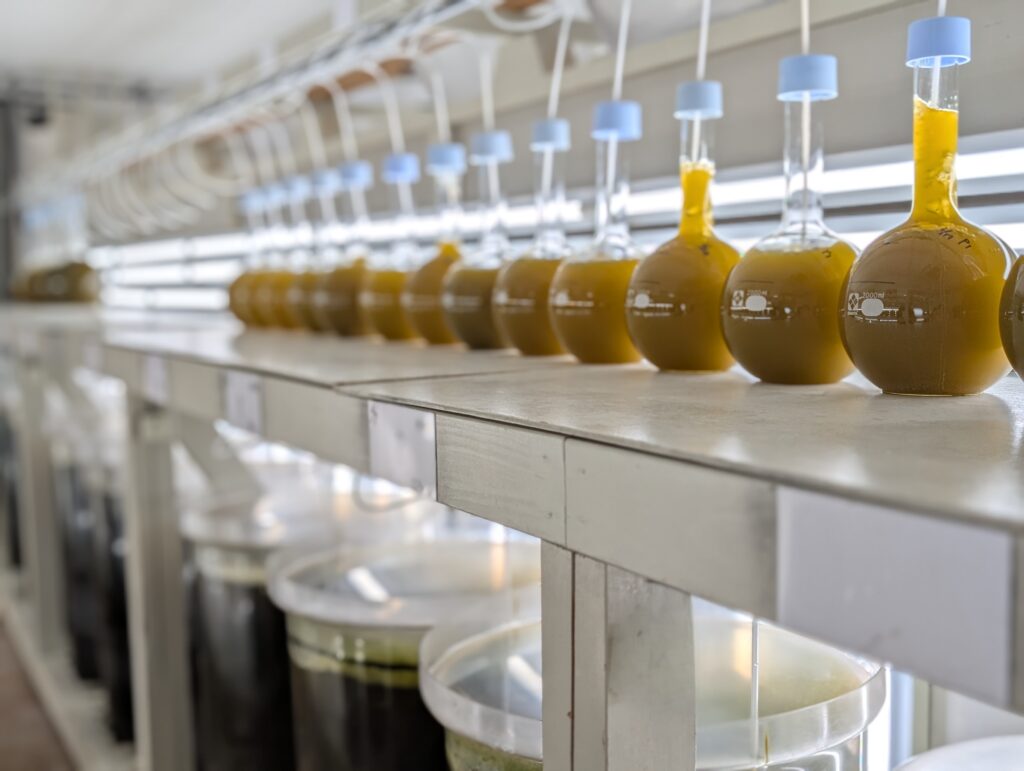 稚貝の餌を培養