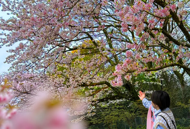 桜　名所　春　友達 