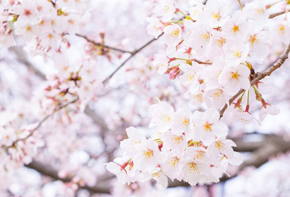 【静岡市】今なら間に合う！満開の桜の中でさくらダイヤモンドでプロポーズ！