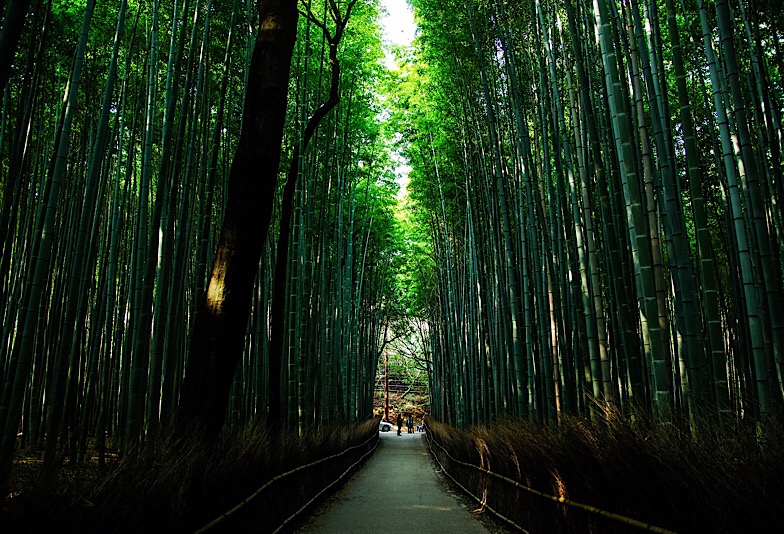 京都を連想させる竹林の歩道