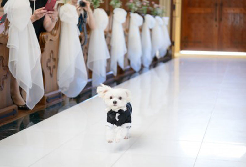 【静岡市】愛犬家におすすめ！ペットと一緒に結婚式ができる会場！