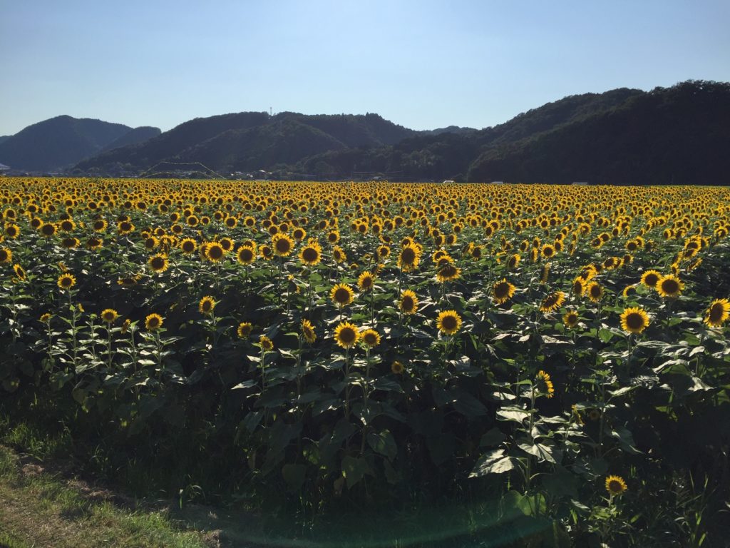 佐用　ひまわり　garden