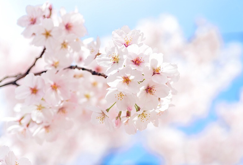おしゃれな婚約指輪　NIWAKAの初桜のイメージ画像