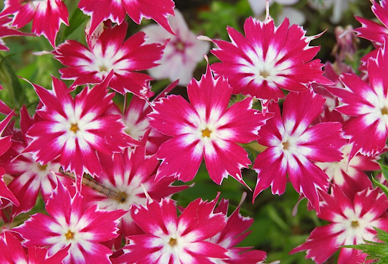 宇都宮市 世界三大カッターズブランドの1つラザールダイヤモンドの新作マリッジリングをご紹介します Jewelry Story ジュエリーストーリー ブライダル情報 婚約指輪 結婚指輪 結婚式場情報サイト