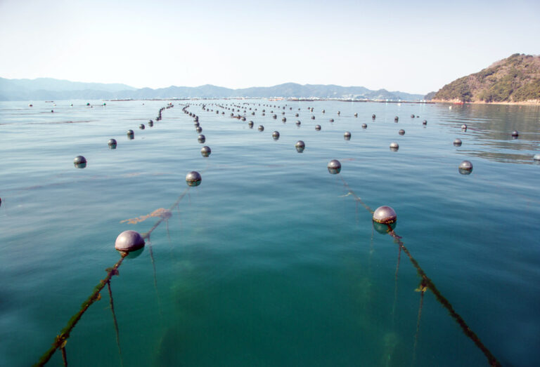 浜松市真珠