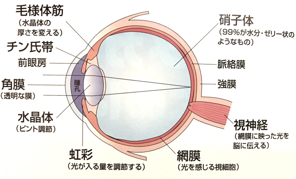 【飯田市】近視、遠視、乱視ってなに？目の状態をわかりやすく解説します。 - Jewelry Story [ジュエリーストーリー] ブライダル ...