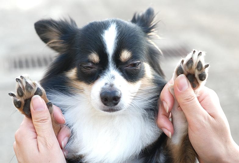 【静岡】愛犬モチーフの刻印をオーダーメイドで！リング・ペンダントもOK