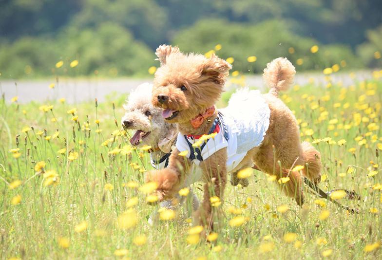 【浜松市】ペットの刻印を結婚指輪に！愛犬・愛猫飼い主さん必見