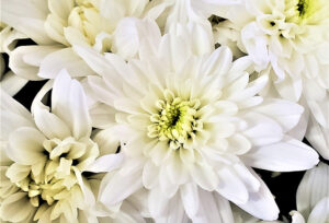 【静岡】「ずっと一緒」を叶える。遺骨ジュエリーの魅力と後悔しない選び方