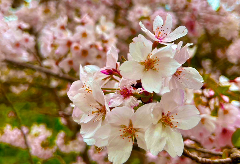 【大阪・天王寺】春に恋する花嫁様へ♡お花モチーフの婚約指輪で叶えるロマンティックプロポーズ