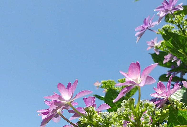 【長崎市】紫陽花を愛する長崎の見所をご紹介！